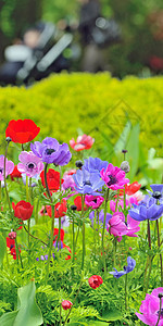 田野上花朵环境园艺野花季节公园生长团体植物草地叶子图片