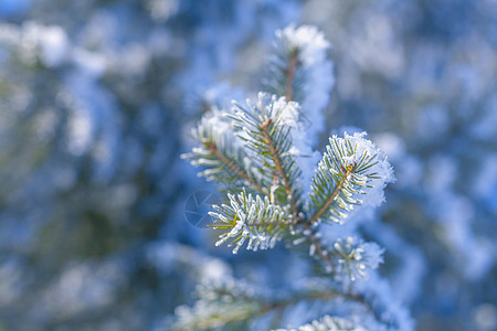 树枝上满有积雪下雪植物蓝色松树叶子城市水晶天气林地温度图片