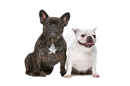 两只法国斗牛犬动物宠物斗牛犬脊椎动物哺乳动物黑色工作室主题图片