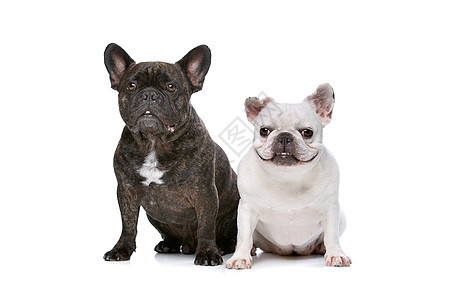 两只法国斗牛犬脊椎动物黑色斗牛犬主题哺乳动物工作室动物宠物图片