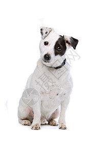 杰克罗塞尔泰瑞尔哺乳动物动物白色工作室家畜犬类猎犬图片