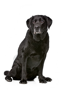 11岁黑人拉布拉多人动物犬类哺乳动物宠物实验室黑色猎犬家畜图片