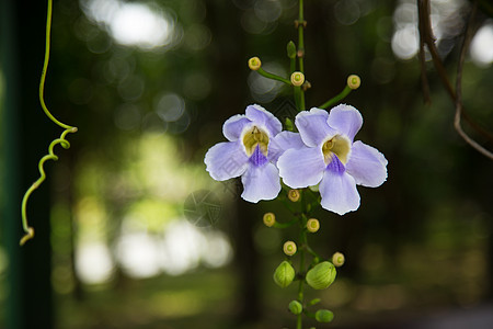 紫兰花花植物沙拉情调热带盘子紫色餐厅美丽异国蔬菜图片