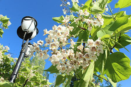 栗子花朵植物群乡村国家植物胸部天空蓝色植被叶子花园图片