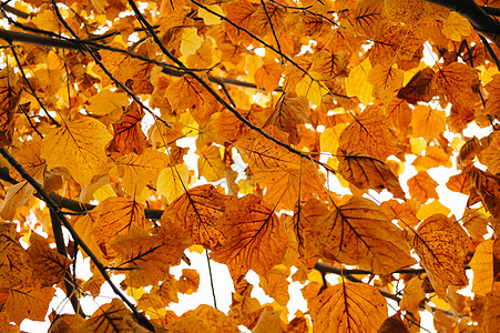 秋余假独木舟森林橙子叶子树叶红色地面季节鞍叶公园图片