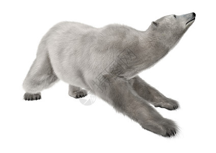 北极熊打猎捕食者猎人野生动物荒野哺乳动物白色动物群动物毛皮图片