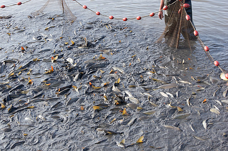 在池塘里钓鱼拖网漂浮物栖息淡水褐色渔网运输渔夫软木食物图片
