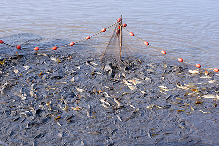 在池塘里钓鱼漂浮物食物淡水软木水平渔夫渔网褐色栖息拖网图片
