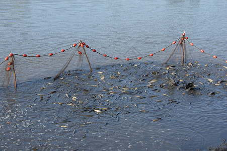 在池塘里钓鱼食物软木水平拖网褐色渔网渔夫漂浮物运输栖息图片