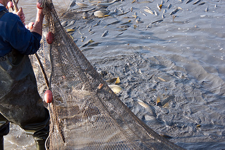 在池塘里钓鱼漂浮物渔网软木淡水水平栖息褐色运输渔夫食物图片