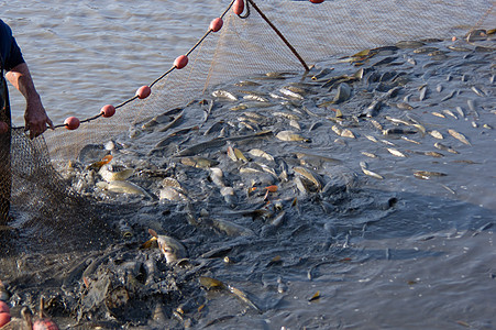 在池塘里钓鱼渔夫水平软木运输淡水褐色拖网漂浮物渔网栖息图片