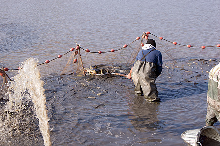 在池塘里钓鱼拖网水平褐色淡水食物软木栖息渔夫渔网运输图片