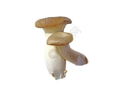 王号号角蘑菇背景图片
