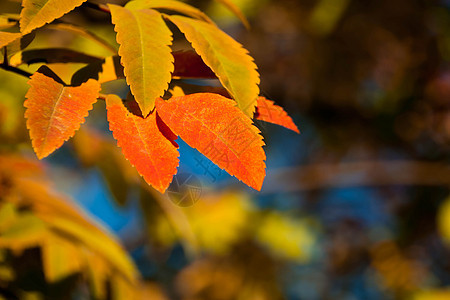 阳光下金黄色的柳橙树叶金子叶子天空树木森林季节公园橙子植物太阳图片