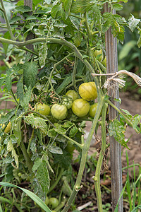 树藤上的绿色番茄叶子收成营养食物植物蔬菜水果农场农业花园图片