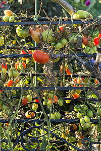 葡萄藤上的红和绿番茄收成叶子衬套藤蔓农业营养生长农场橙子植物图片