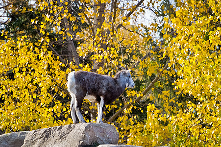 Dall Sheep 站在岩石的顶端图片
