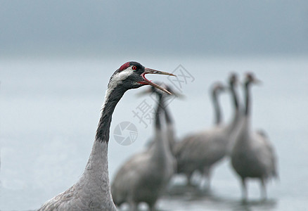 早上雾中起重机(Grus Grus)的外形图片