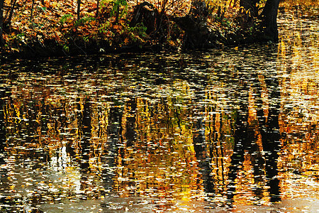 秋季湖池塘森林木头反射公园黄色场景橙子乡村叶子图片