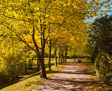 运动的步行行道 排成一排 长着漂亮的高塔街道植被木头邻里行人草地生态公园环境季节图片