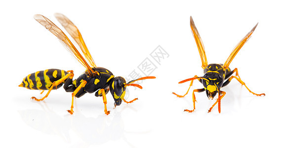 白色背景上孤立的黄蜂荒野害虫夹克动物黄色宏观蜜蜂昆虫天线刺痛图片