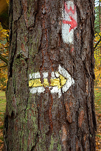 波兰 在树林中 在松树上 标记徒步足迹图片