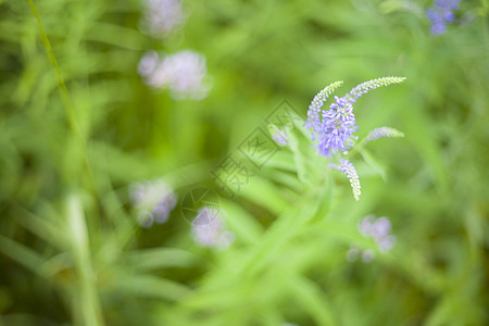 绿草 软焦点植物阳光艺术桌面墙纸植物群季节叶子太阳植物学图片