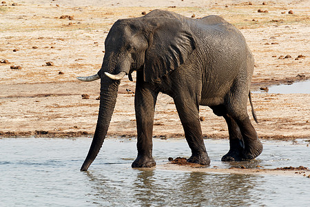 非洲大象在泥坑中喝水小牛母亲哺乳动物动物团体獠牙水坑婴儿食草象牙图片