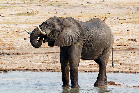 非洲大象在泥坑中喝水小牛食草野生动物婴儿动物耳朵哺乳动物獠牙公园树干图片