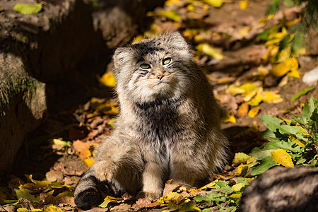 美丽的野猫 帕拉斯的猫 奥托科洛布马奴猫科岩石动物荒野头发野生动物哺乳动物生活眼睛濒危图片