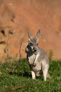 红色袋鼠女性动物母亲耳朵蓝色爪子小袋警报动物群荒野图片
