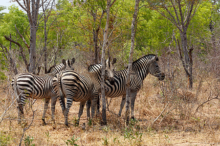 非洲树丛中的斑马花叶哺乳动物大草原摄影公园安全荒野野生动物母亲国家关爱图片