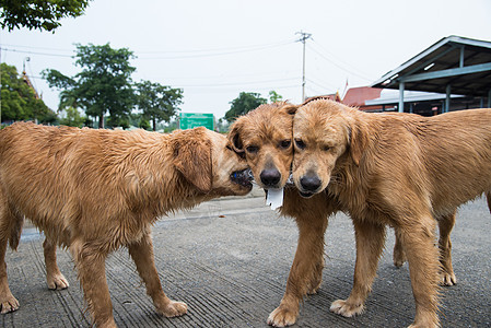 黄金寻金玩具狗赛拖船玩具游戏犬类宠物猎犬小狗黄色图片