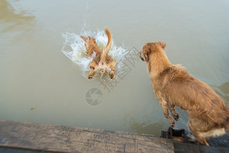 狗金子跳下去在水里玩公园黄色检索犬类宠物猎犬码头游泳乐趣跳跃图片