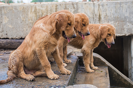 狗金色寻宝店主等着呢座位种子哺乳动物动物犬类猎犬宠物朋友金子图片