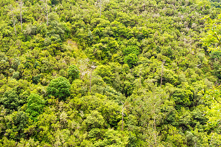 热带森林/丛林中的树顶图片