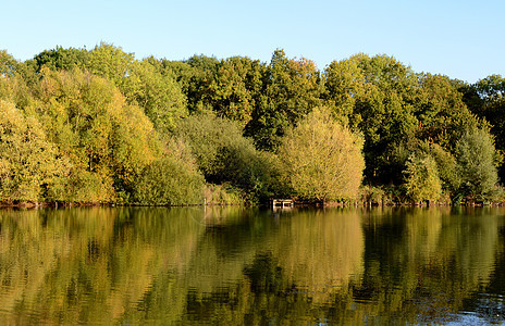 阳光下的密集叶子 反映在湖中图片
