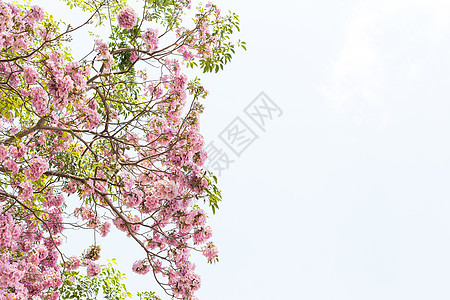 春月树上有粉红色花朵 白底的春天图片