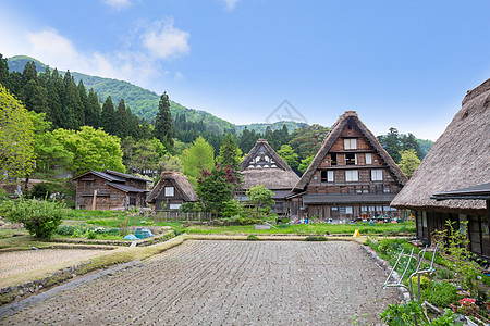 历史悠久的日本村春天的白川乡 日本的旅游地标橙子稻田建筑学历史性森林住宅村庄全景房子花园图片