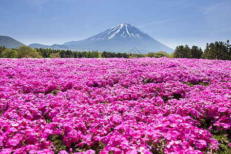 日本世仓节 由佐浦粉红苔草或樱花与日本藤田山Yamanashi一道举办公园天空节日芝樱花园季节山梨池塘火山游客图片