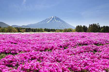 日本世仓节 由佐浦粉红苔草或樱花与日本藤田山Yamanashi福吉山脉重点开花举办芝樱山梨节日风景季节火山公园天空池塘文化图片