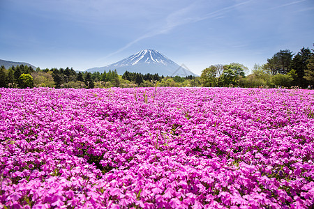 日本世仓节 由佐浦粉红苔草或樱花与日本藤田山Yamanashi一道举办文化旅游花园公园季节节日火山场地旅行苔藓图片