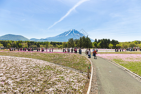 日本梨山  5 月 11 日 2015年 每年春天 来自东京和其他城市或国际的人们来到富士山欣赏樱花 富士山是日本最高的山峰节日图片