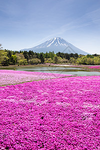 日本世仓节 由佐浦粉红苔草或樱花与日本藤田山Yamanashi福吉山脉重点开花举办地标旅行公园季节天空火山风景场地池塘文化图片