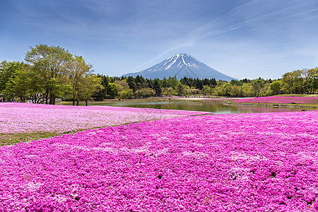 日本世仓节 由佐浦粉红苔草或樱花与日本藤田山Yamanashi福吉山脉重点开花举办池塘文化风景苔藓节日山梨场地芝樱季节游客图片