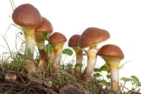 蘑菇黄色宏观食物三叶草土壤叶子食用菌蔬菜图片