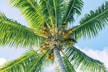 棕榈树晴天热带椰子蓝色白色树干阳光情调棕榈天堂图片
