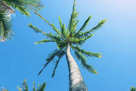 棕榈树太阳树干白色情调蓝色棕榈风景晴天椰子阳光图片