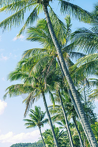 棕榈树森林天堂太阳绿色棕榈假期植物群情调阳光晴天图片