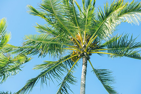 棕榈树森林椰子异国风景绿色天空植物天堂树干棕榈图片
